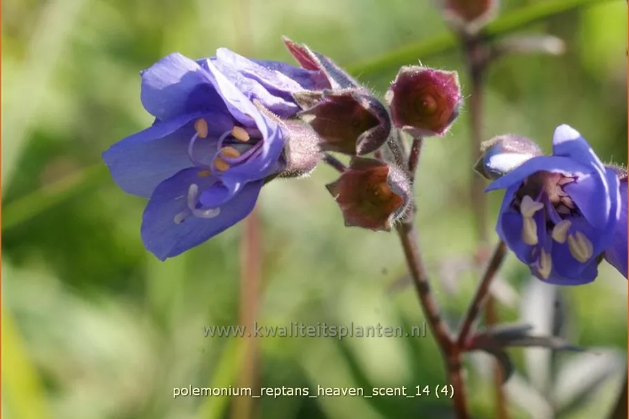 Polemonium reptans 'Heaven Scent'