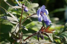 Polemonium reptans 'Heaven Scent'
