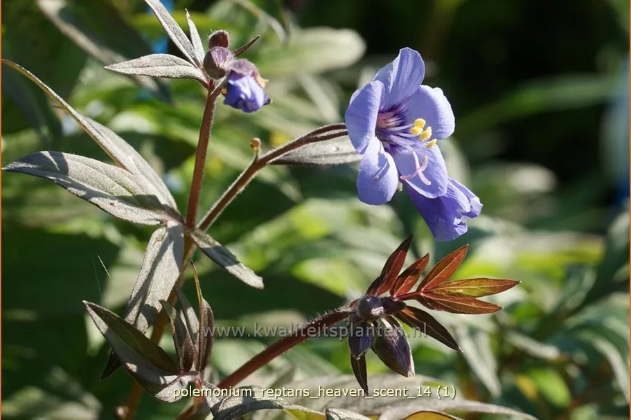 Polemonium reptans 'Heaven Scent'