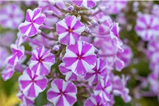 Phlox carolina 'Natascha'