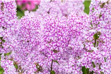 Phlox carolina 'Natascha'