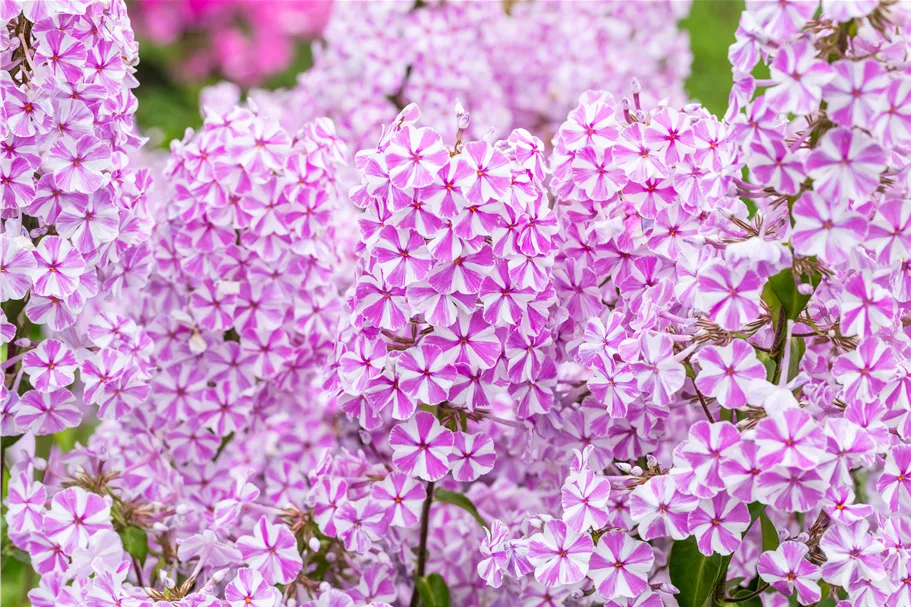 Phlox carolina 'Natascha'