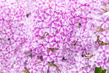 Phlox carolina 'Natascha'