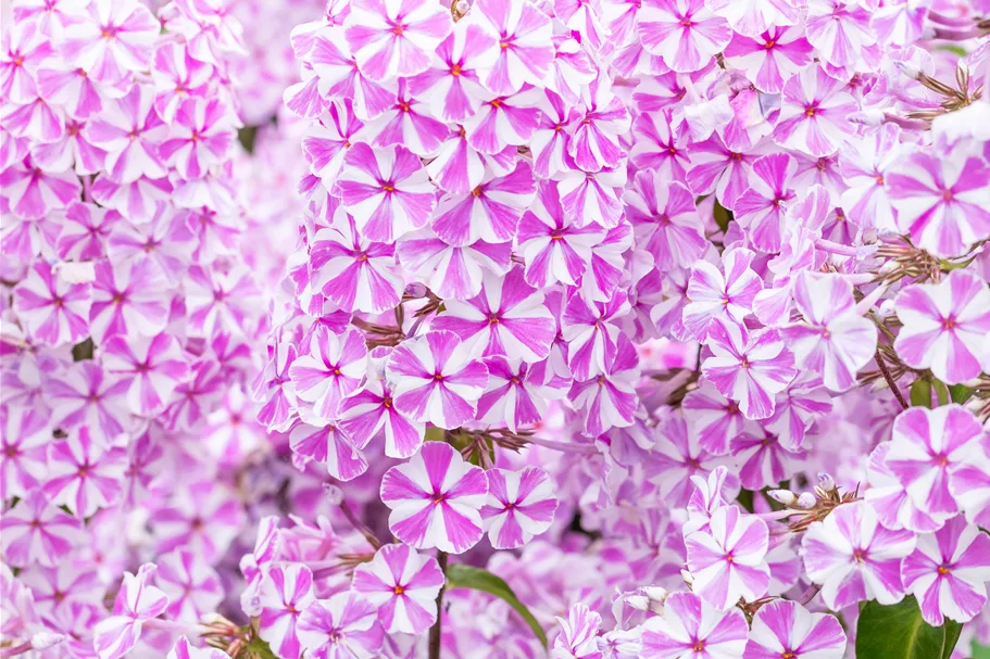 Phlox carolina 'Natascha'