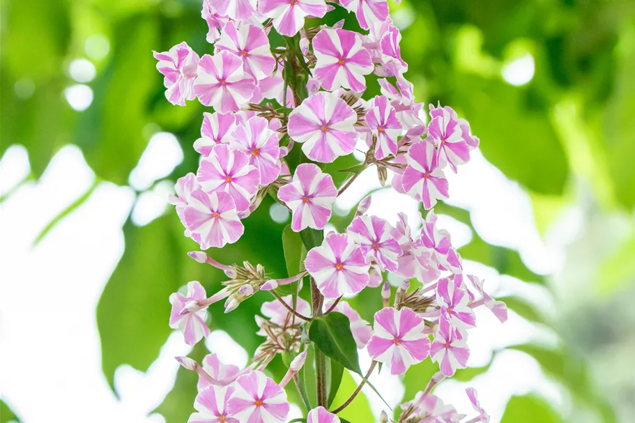 Phlox carolina 'Natascha'