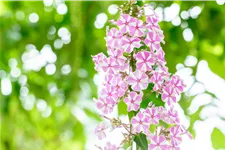 Phlox carolina 'Natascha'