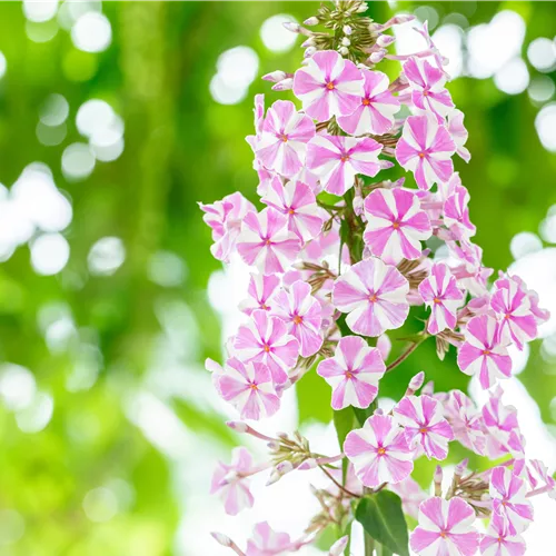 Phlox carolina 'Natascha'