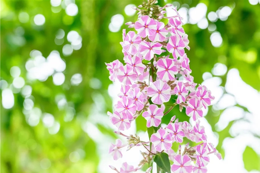 Phlox carolina 'Natascha'