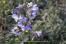 Polemonium yezoense 'Bressingham Purple'