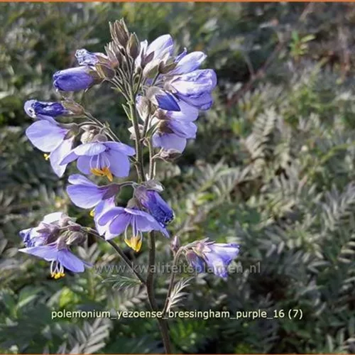 Polemonium yezoense 'Bressingham Purple'