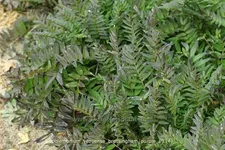 Polemonium yezoense 'Bressingham Purple'