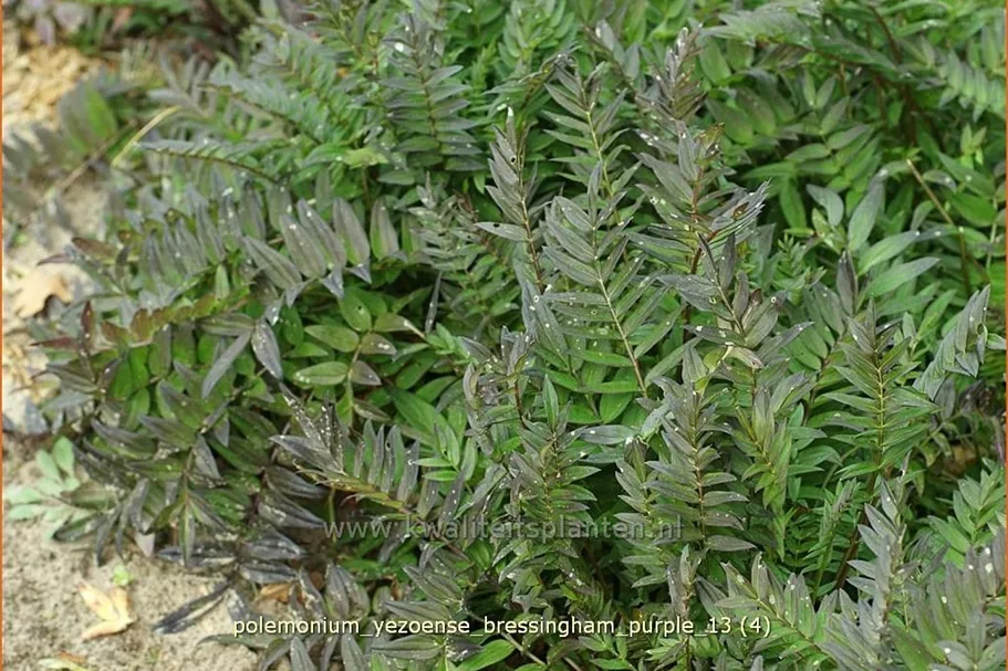 Polemonium yezoense 'Bressingham Purple'
