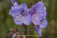 Polemonium yezoense 'Bressingham Purple'