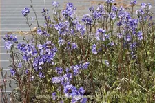 Polemonium yezoense 'Bressingham Purple'