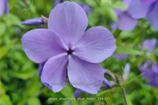 Phlox divaricata 'Blue Moon'