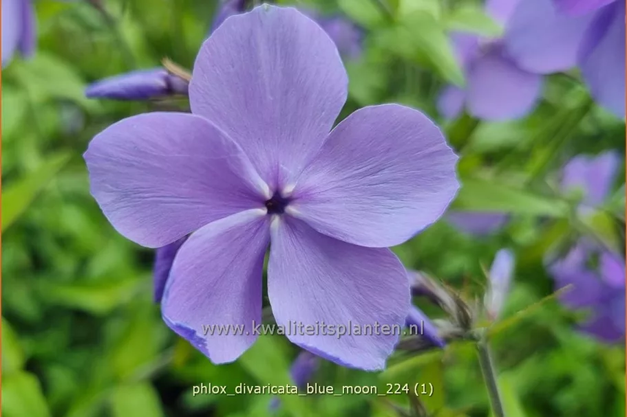Phlox divaricata 'Blue Moon'
