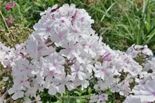 Phlox 'Nirvana'