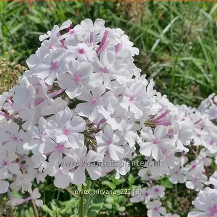 Phlox 'Nirvana'