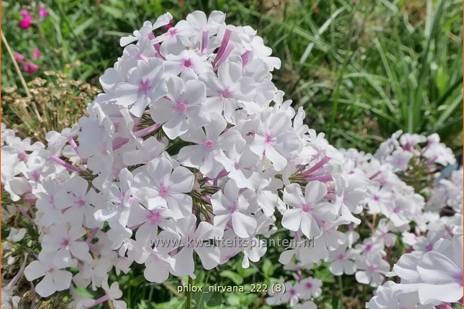 Phlox 'Nirvana'
