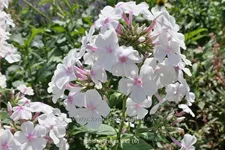 Phlox 'Nirvana'