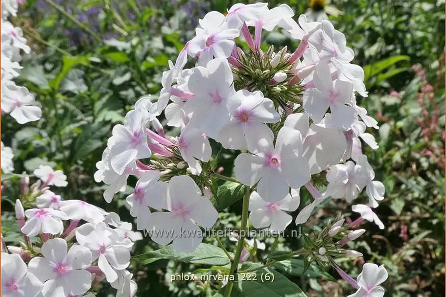 Phlox 'Nirvana'