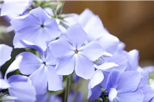 Phlox divaricata 'Blue Moon'