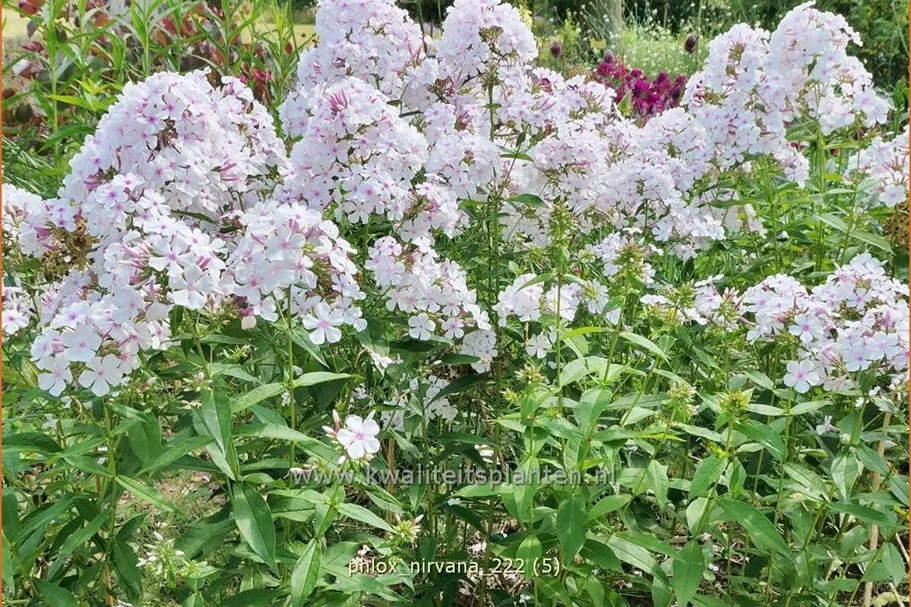 Phlox 'Nirvana'