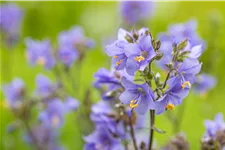 Polemonium yezoense 'Purple Rain'