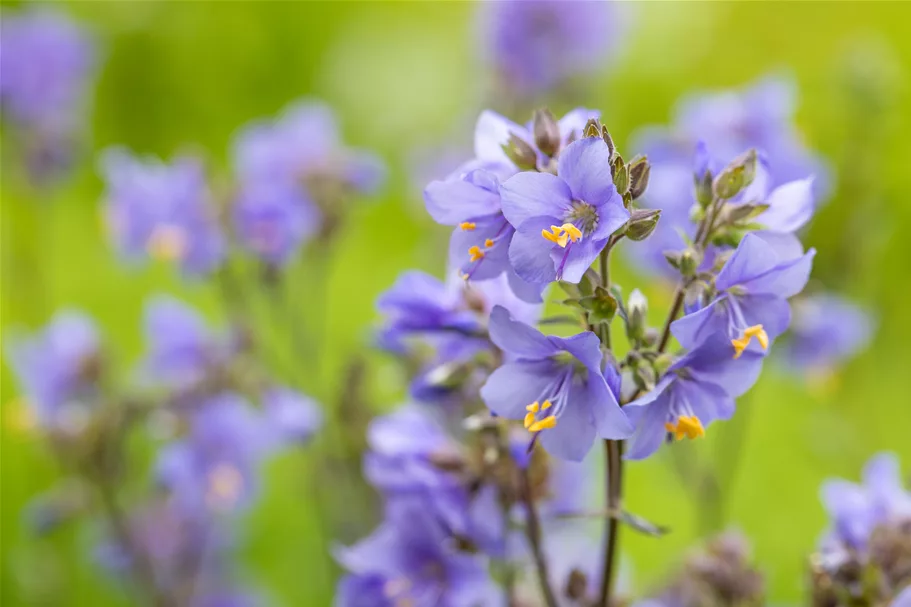 Polemonium yezoense 'Purple Rain'