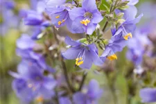 Polemonium yezoense 'Purple Rain'