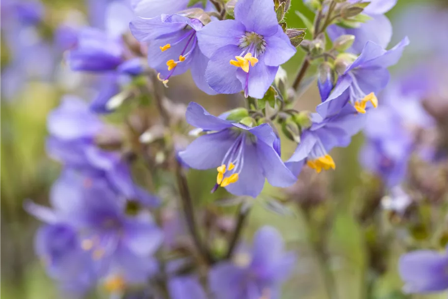 Polemonium yezoense 'Purple Rain'
