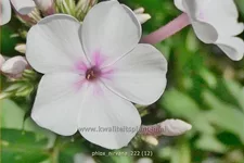 Phlox 'Nirvana'