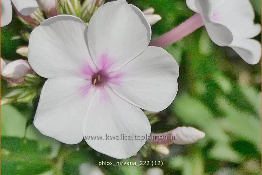 Phlox 'Nirvana'