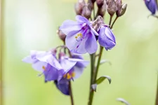 Polemonium yezoense 'Purple Rain'