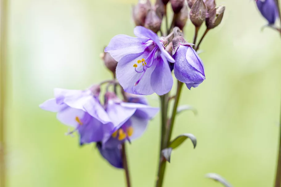 Polemonium yezoense 'Purple Rain'