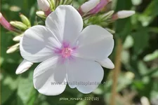 Phlox 'Nirvana'