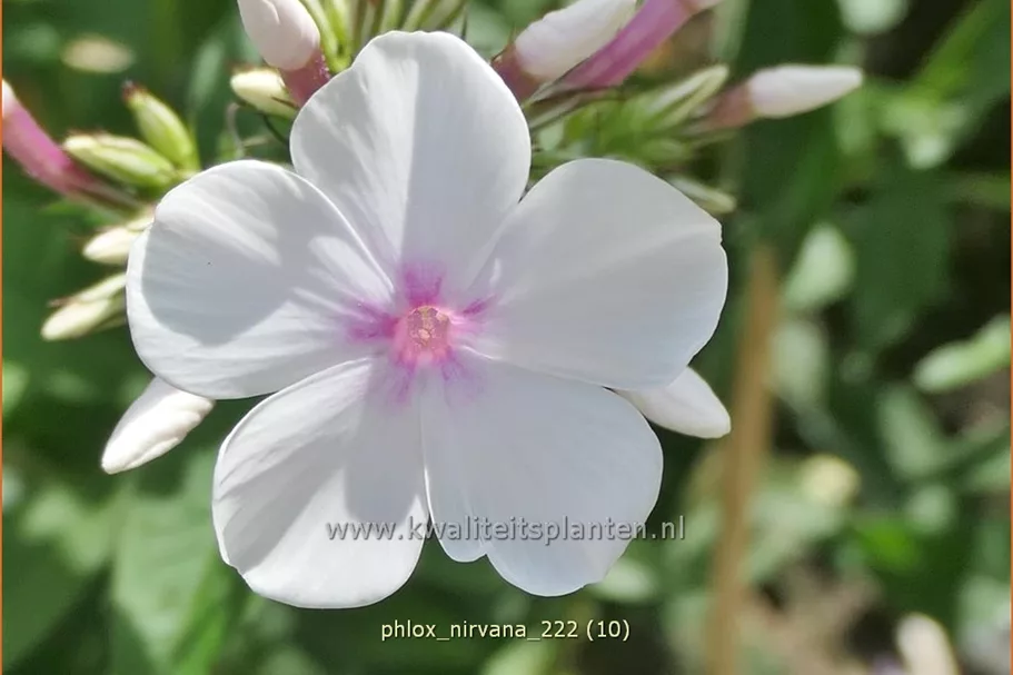 Phlox 'Nirvana'