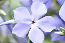 Phlox divaricata 'Blue Moon'