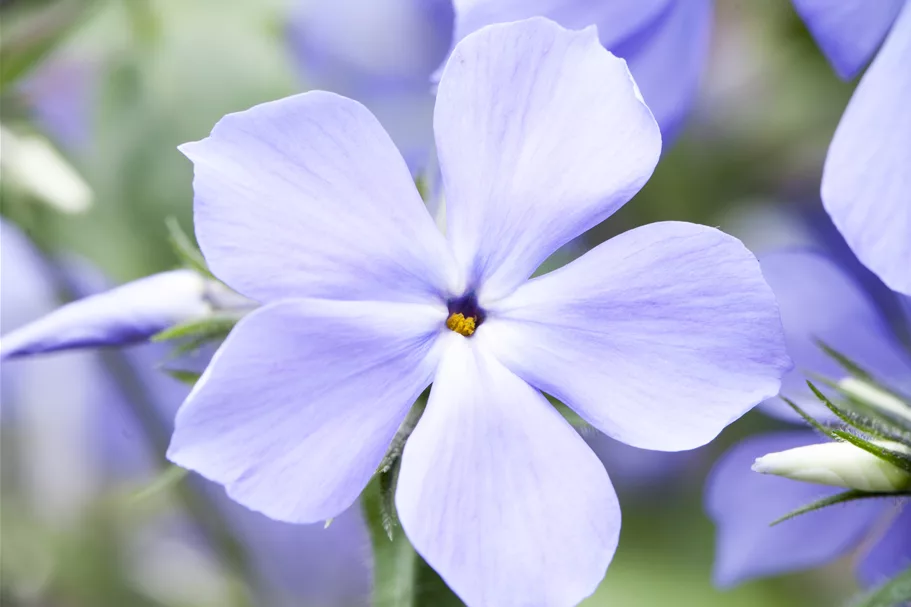 Phlox divaricata 'Blue Moon'