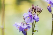 Polemonium yezoense 'Purple Rain'