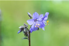 Polemonium yezoense 'Purple Rain'
