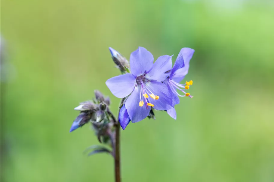 Polemonium yezoense 'Purple Rain'