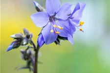 Polemonium yezoense 'Purple Rain'