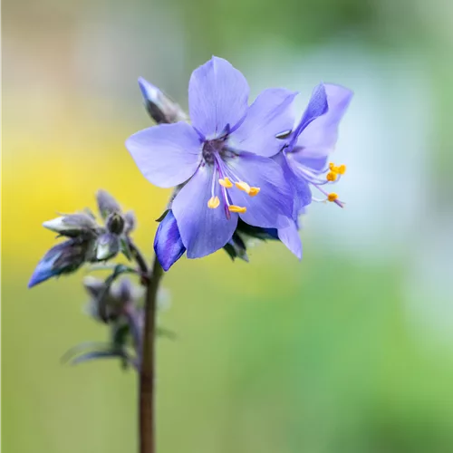 Polemonium yezoense 'Purple Rain'