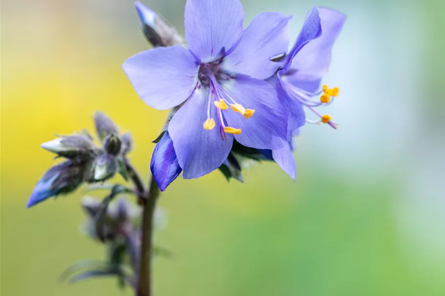 Polemonium yezoense 'Purple Rain'