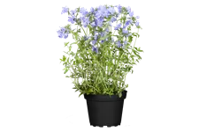 Phlox divaricata 'Blue Moon'