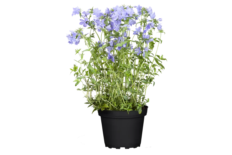 Phlox divaricata 'Blue Moon'