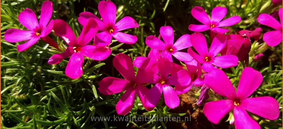 Phlox douglasii 'Ochsenblut'