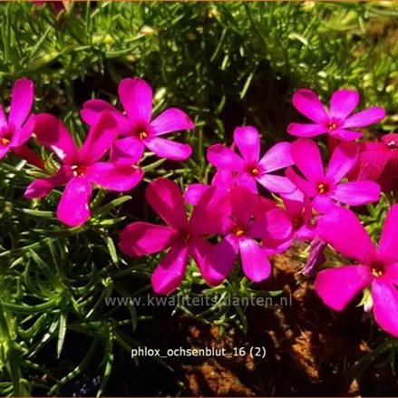 Phlox douglasii 'Ochsenblut'