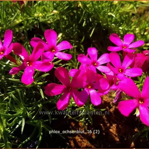 Phlox douglasii 'Ochsenblut'